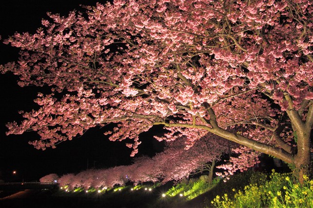 夜桜３